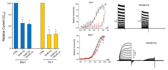 Linoleic acid에 의한 Slo1과 Hv1 전류의 Cd-induced inhibtion에 미치는 영향