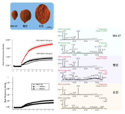 욱리인, 행인 도인 및 활성 및 HPLC-MS chromatograms