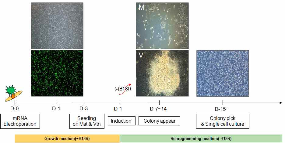 유도 신경줄기세포의 생산 과정 (iNSC-M27-0321)