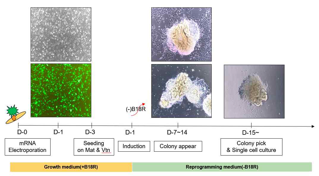 유도 신경줄기세포 생산 과정 (iNSC-F36-0703)