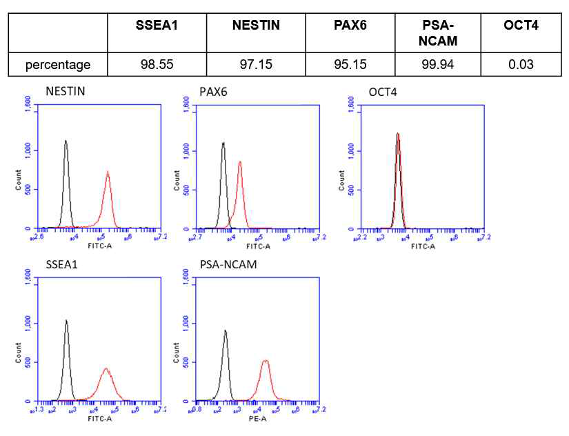 유세포분석을 이용하여 신경줄기세포마커 발현 확인(iNSC-F40-0703)