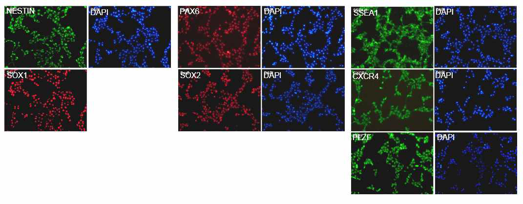 세포면역염색법을 이용하여 신경줄기세포마커의 발현 확인 (iNSC-M27-0321)