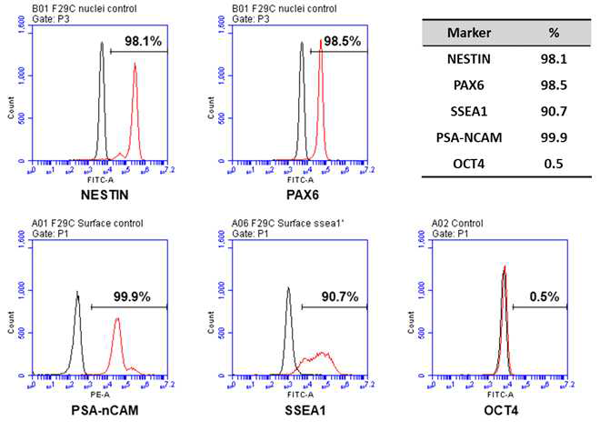 임상 적용이 가능한 유도 신경줄기세포 특성분석 결과 (iNSC-F29)