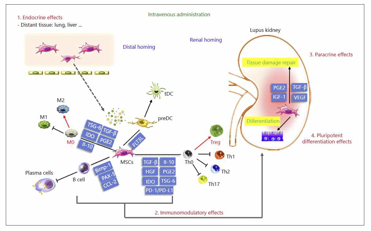 MSC를 통한 루푸스 치료의 매커니즘
