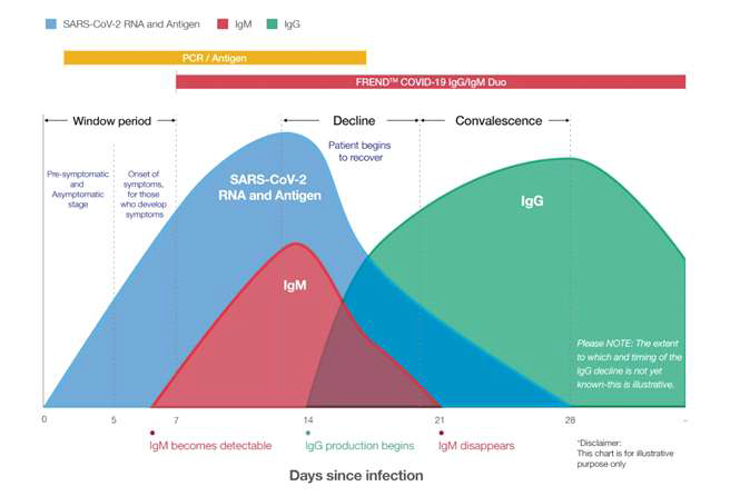 COVID-19 IgM/IgG 항체 발현 모식도