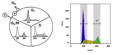 Flow cytometry cell cycle 분석 예시