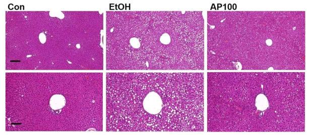 Histopathological analysis. Con: Control croup; AP100: Apios 100 mg/kg administrated group; AP200: Apios 200 mg/kg administrated group