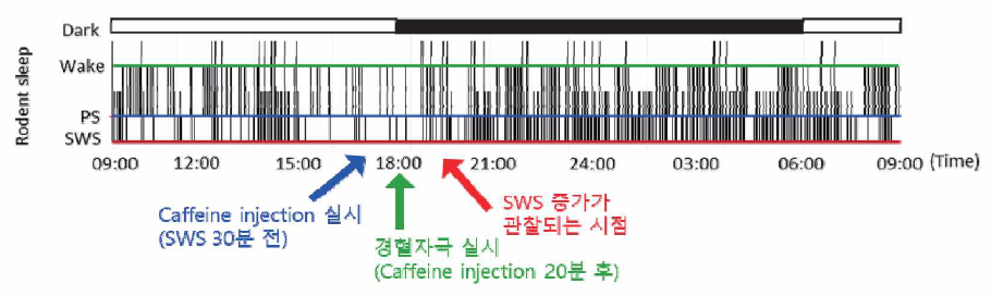 분석된 수면패턴을 바탕으로 카페인, 경혈자극 실시 시점 선정