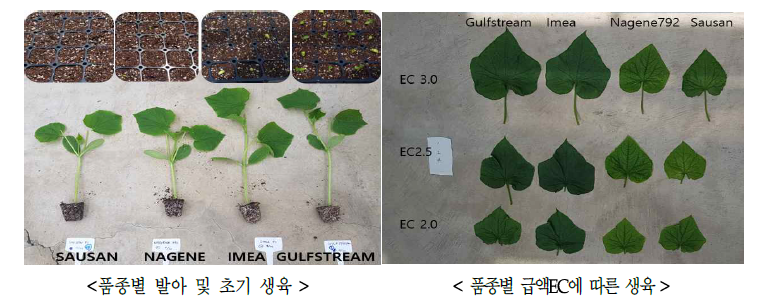 품종별 오이의 급액 EC에 따른 초기 생육(1차 시험)