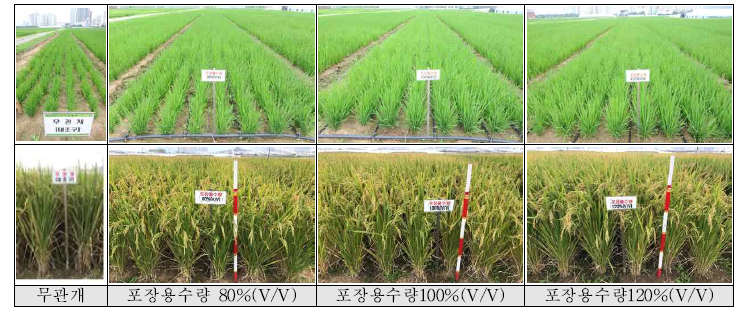 밭벼 적정 관개량(토양수분함량 기준)별 벼 생육 특성