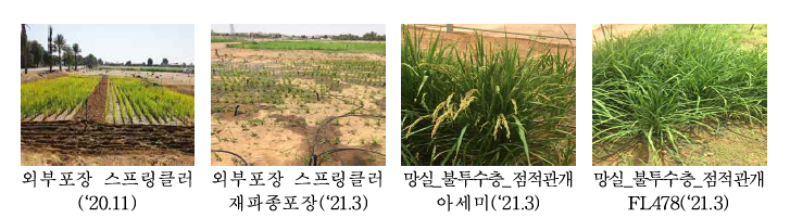 UAE대학 포장 2차 실증사진