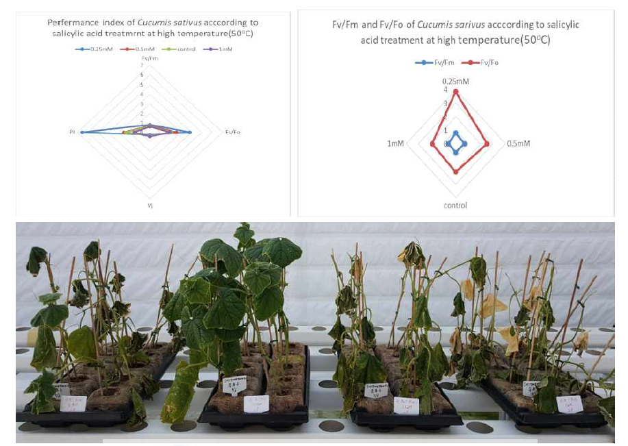 The effect of according to salicylic acid concentration difference treatments in greenhouse after high temperature(50℃). (control, 0.25mM, 0.5mM, 1mM)