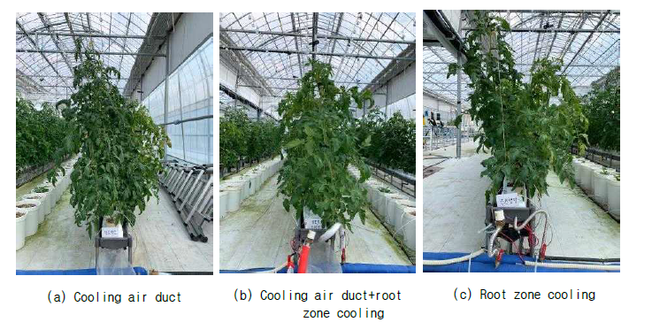 View of tomato plants by root zone cooling method