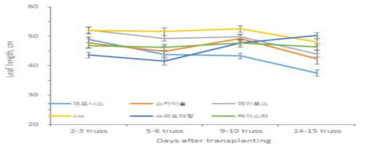 대과종 토마토 품종별, 화방별 엽장 비교