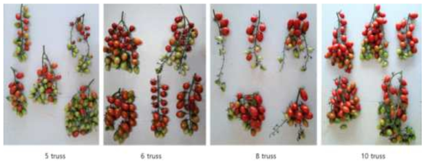 방울토마토 ‘미니찰’ 품종의 화방별 착과율 비교