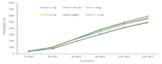 방울토마토 품종 및 생육시기별 초장 변화