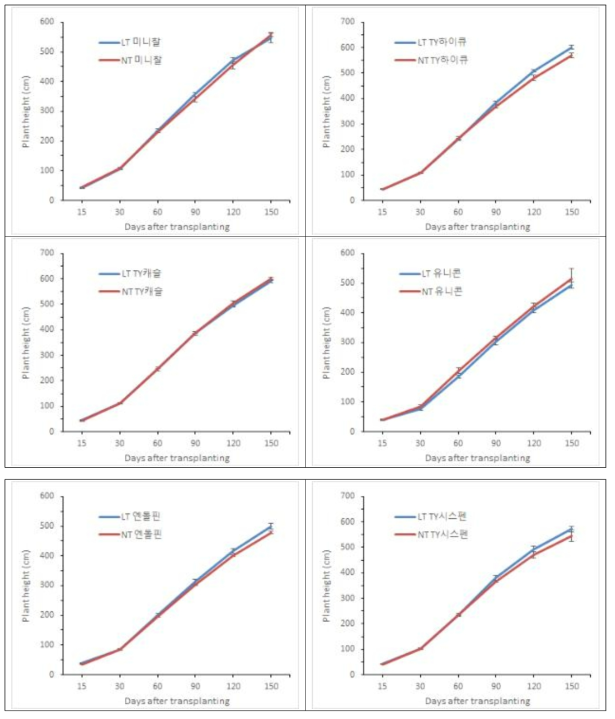 방울토마토 품종별 근권냉방 처리 (LT) 및 무처리(NT)에 따른 초장의 변화