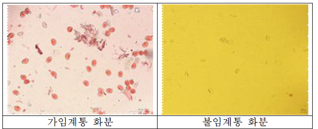 가임 및 불임계통 현미경 사진