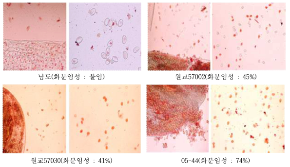 화분관찰을 통한 일반품종 및 육성 계통의 임성 평가