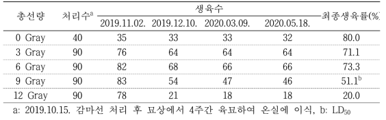 원예57002를 이용한 1차 방사선(감마선) 처리 후 생육