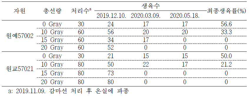 원예57002와 원교57021을 이용한 2차 방사선(감마선) 처리 후 생육