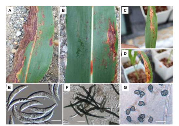 수수 탄저병의 병징(A, B), 병원균의 형태적 특성(E, F, G) 및 병원성 검정 결과(C, D)