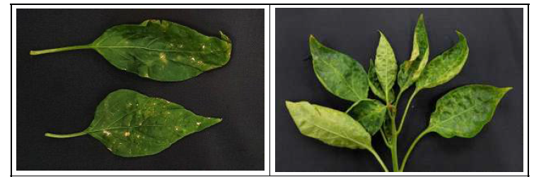 고추 병징 (좌)경남도원 CMV, (우)고흥 농가 TSWV