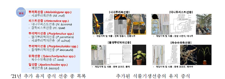 ’21년도 추가 주요 식물기생선충의 종 유지 증식 관리