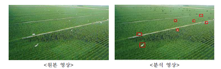 백로류의 분석 전과 후의 영상 비교