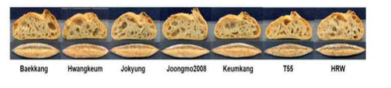 국산밀 품종의 바게트 제빵 단면 및 외관