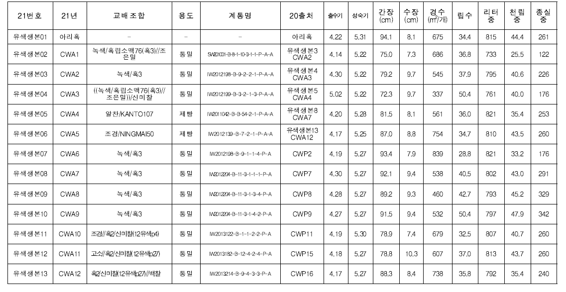 유색밀 생산력검정 본시험 계통 농업적 형질 조사 (’21, 전주)