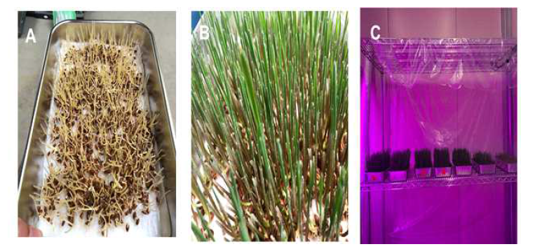 저온자극 처리 생육 성장 모습 - (A) 발아, (B) 성장, (C) 저온 8∼10℃, 1∼6일 처리 후 상온 26℃ 처리