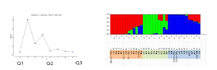 국내 감자 품종 36점에 대한 Structure 분석 결과(좌: delta K 값; 우: Structure plot)