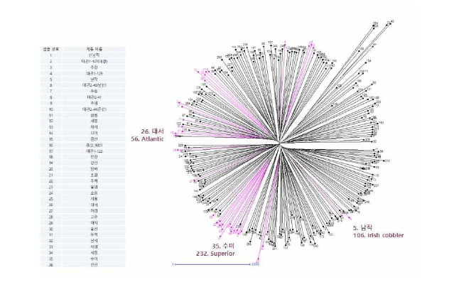 국내 36개 우수 품종과 SOLCAP 다양성 품종의 유전 계통도