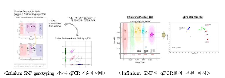 Infinium SNP의 qPCR 분석 방법 설면