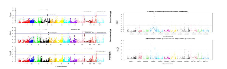 Manhattan plot of the genomic regions detected by the iHS(left) and XP-EHH(right) methods as being under putative selection. The solid/dashed lines represent the significant threshold level for -log10(p-value)