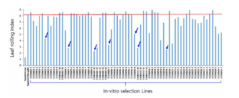 건조처리에 따른 기내선발 계통의 경삽묘에서 잎말림 지수 비교 *Leaf rolling index: ‘1’ no; ‘9’ very severe