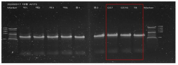 대황 DNA분석을 위한 PCR 전기영동