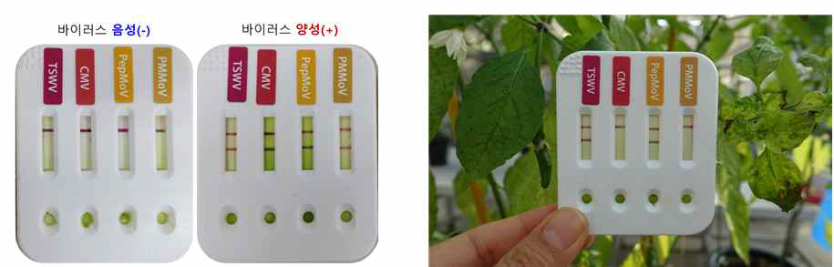 고추 4종 바이러스 다중진단키트 개발 및 현장진단