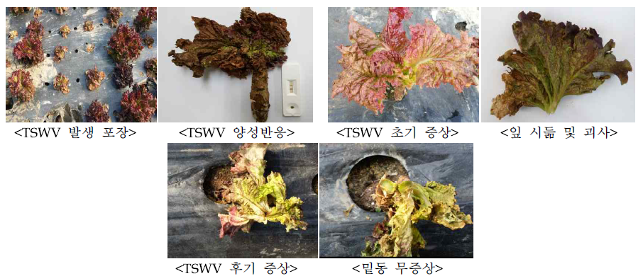 적상추의 토마토반점위조바이러스(TSWV) 감염 증상