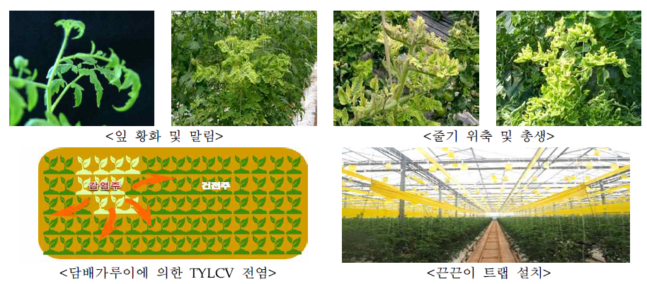 토마토황화잎말림바이러스(TYLCV) 감염증상 및 예방법