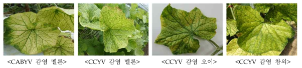 박과작물 바이러스(CABYV, CCYV) 감염 잎의 황화증상