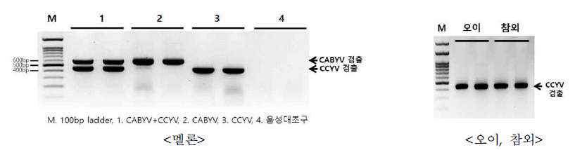 박과작물 황화바이러스 2종(CABYV, CCYV) 동시진단(duplex RT-PCR)