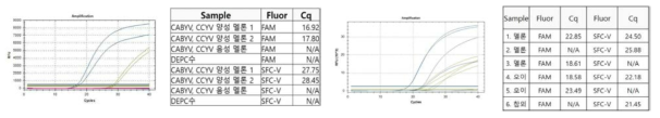 CABYV, CCYV duplex realtime RT-PCR(FAM-파란색 : CABYV, SFC-V-초록색 : CCYV)