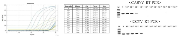 CABYV, CCYV duplex realtime RT-PCR 검출 한계