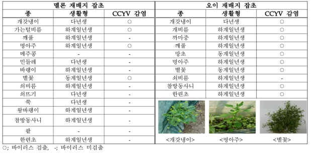 멜론, 오이 하우스 주변 잡초의 CCYV 감염 조사