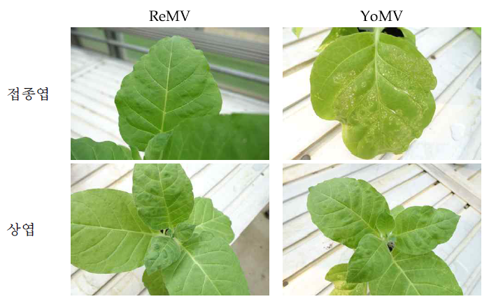 ReMV와 YoMV의 증식기주에서의 병징