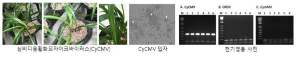 춘란에서 분리한 심비디움황화모자이크바이러스 증상, 바이러스 입자 및 RT-PCR 진단