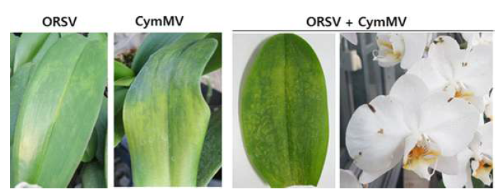 호접란의 잎과 꽃에서 나타난 바이러스병 증상들