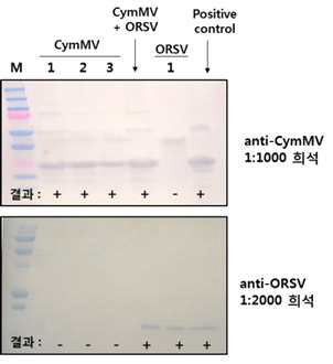 바이러스 특이적인 항체를 이용하여 Western blot방법으로 항체의 특이성 검정